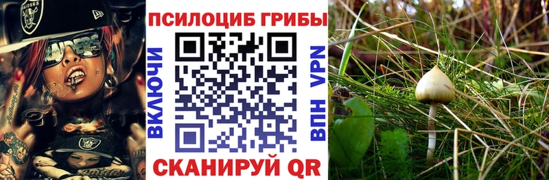 Галлюциногенные грибы Cubensis  закладки  Геленджик 